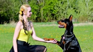 dog training tips