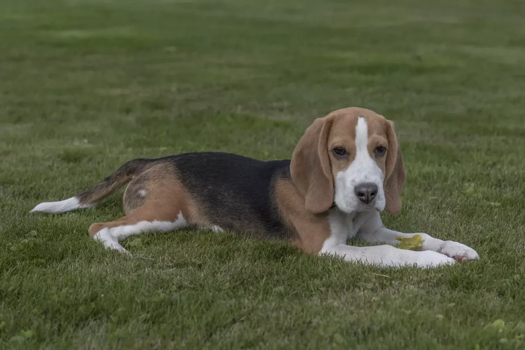 Beagle