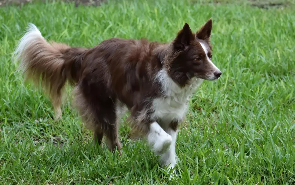 Border Collie