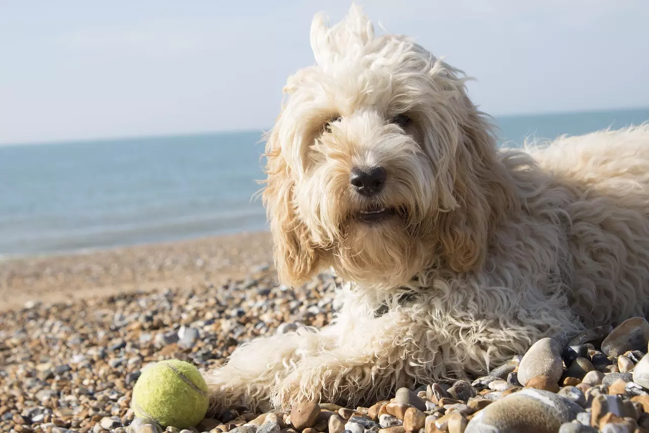 Cockapoo Midi Cockapoo | UK Breed Profile & Owner Guide