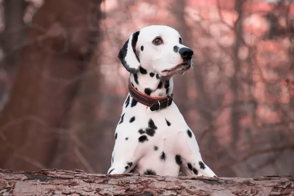 Dalmatian