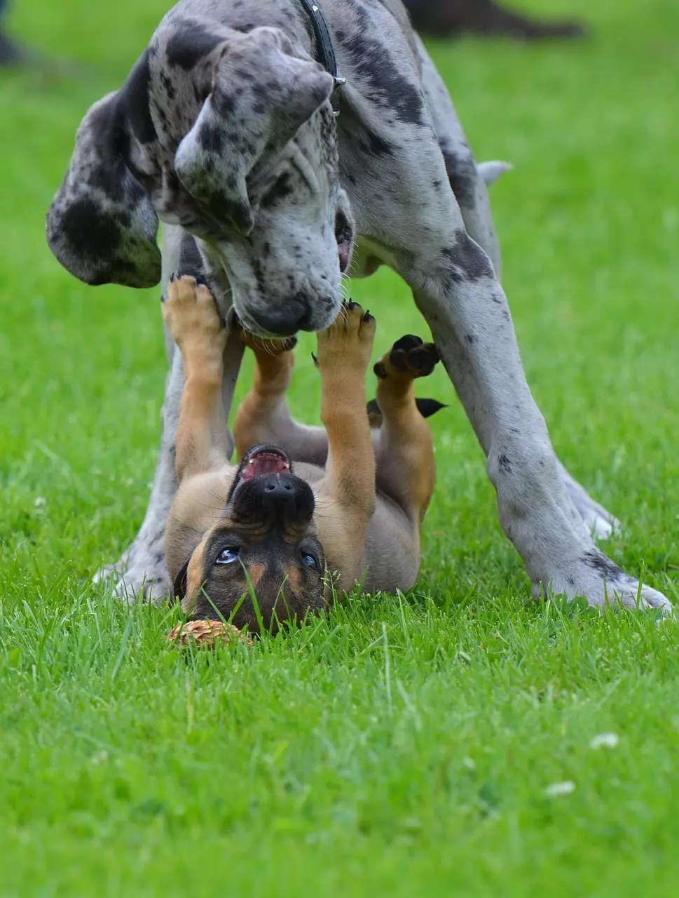 Dog Breeds 3