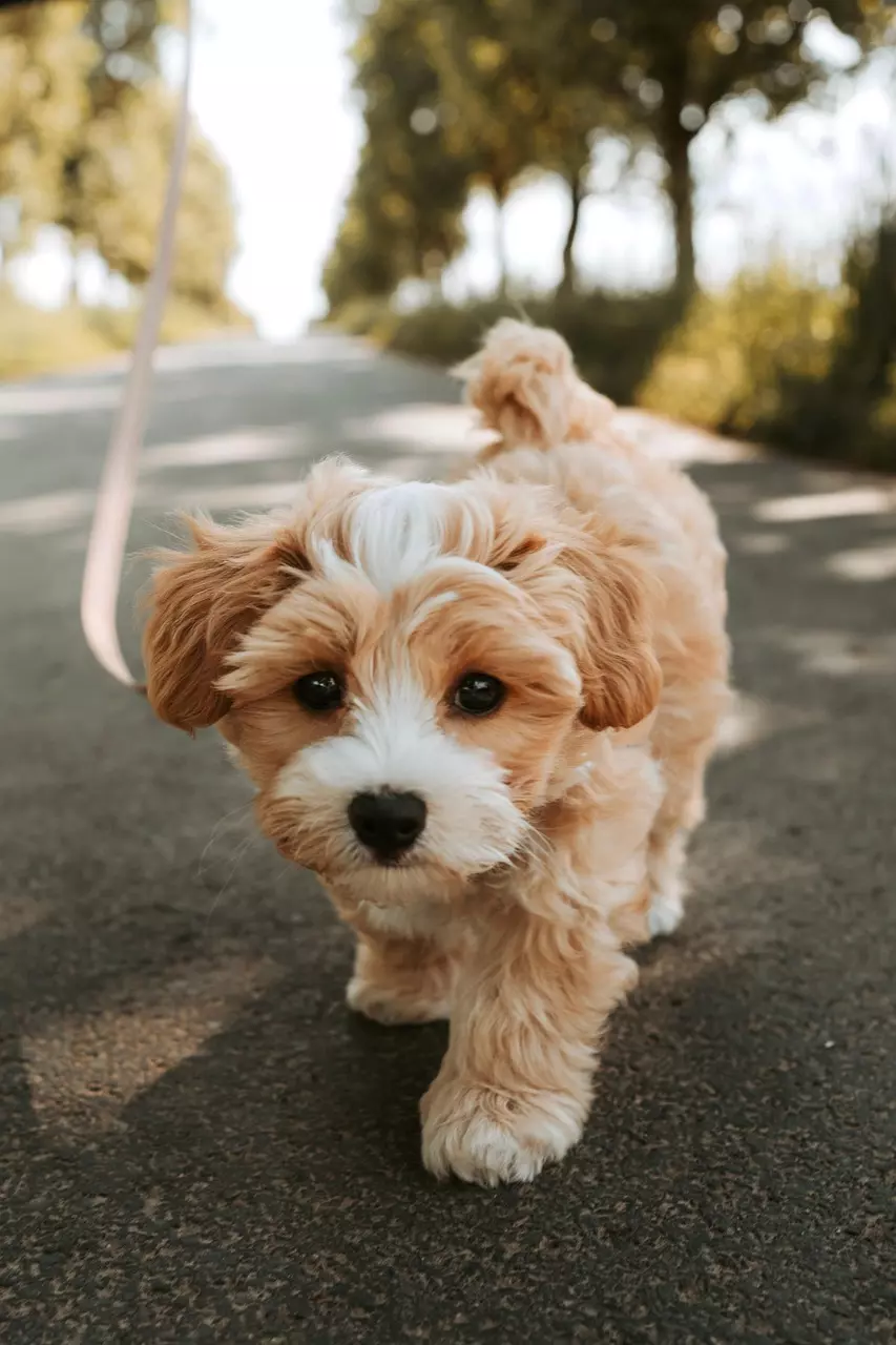 Dogify Blog