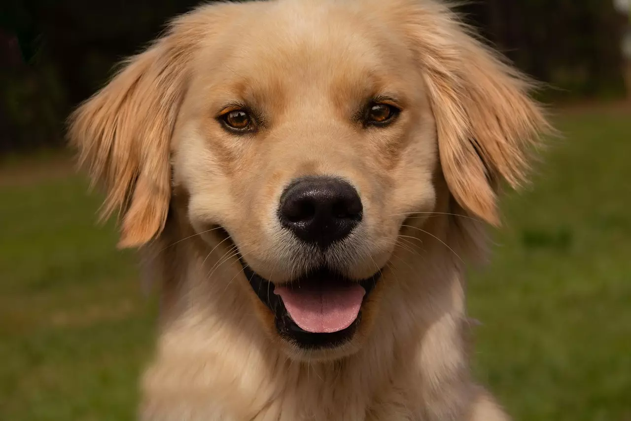Golden Retriever 4
