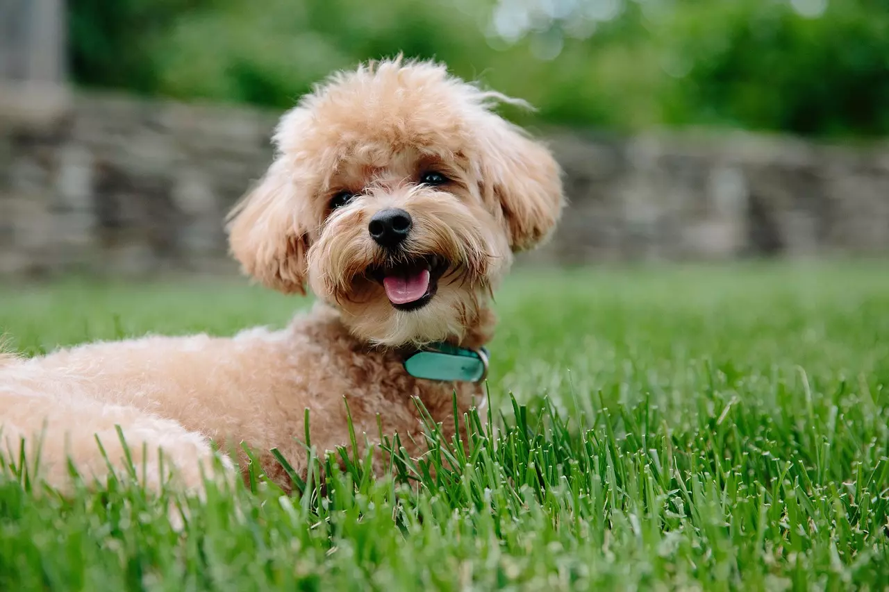 Toy Poodle 4