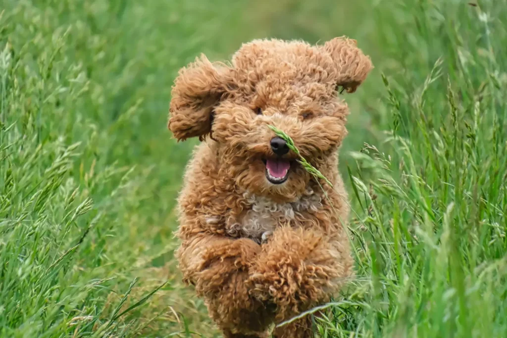 Toy Poodle