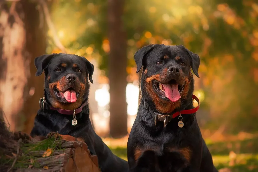 rottweilers 7512189 1280