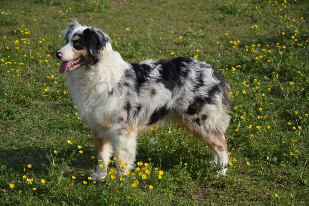 australian-shepherd-dog-breed