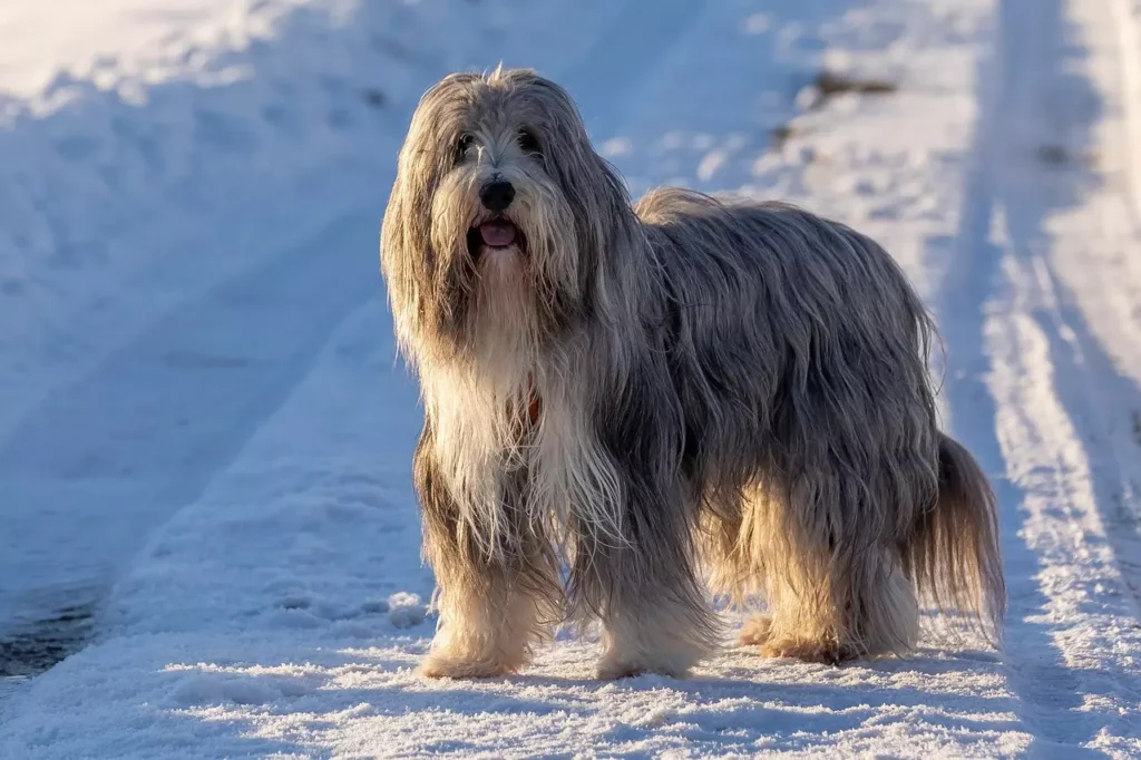 Bearded Collie