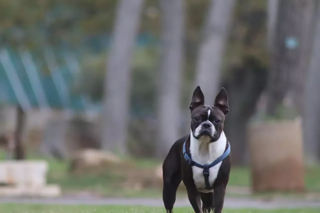 Boston Terrier