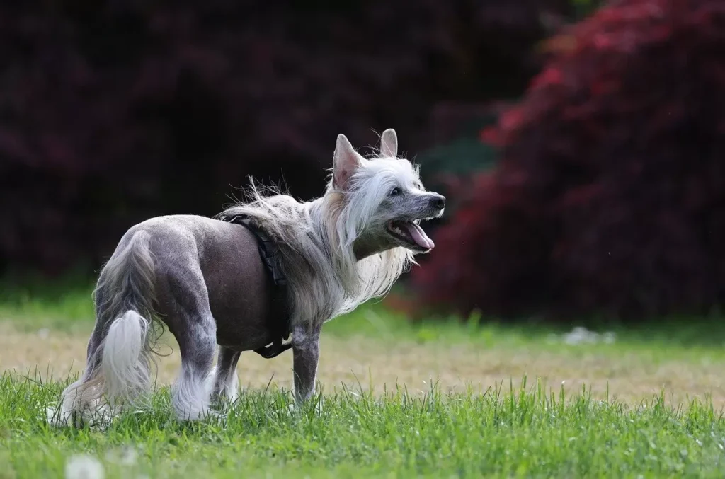 Chinese Crested