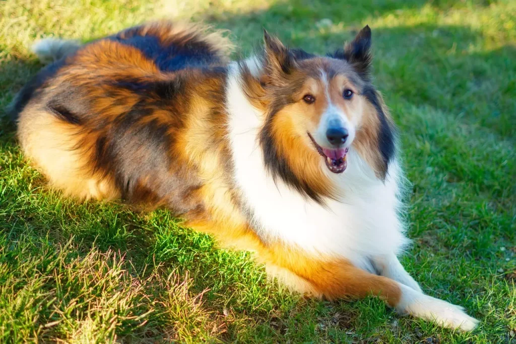 Rough Collie