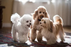 Best Dog Breeds for Apartments and Flats in the UK