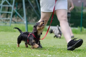 Dog Reactivity Training UK